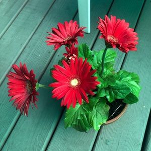 Meet your Posher, Deborah